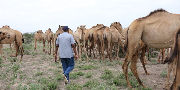 Facts About Camel Coronavirus Infecting Marsabit Residents