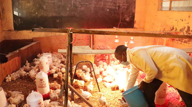 Academy proprietor in Nyeri turns to chicken rearing amid school closures » Capital News