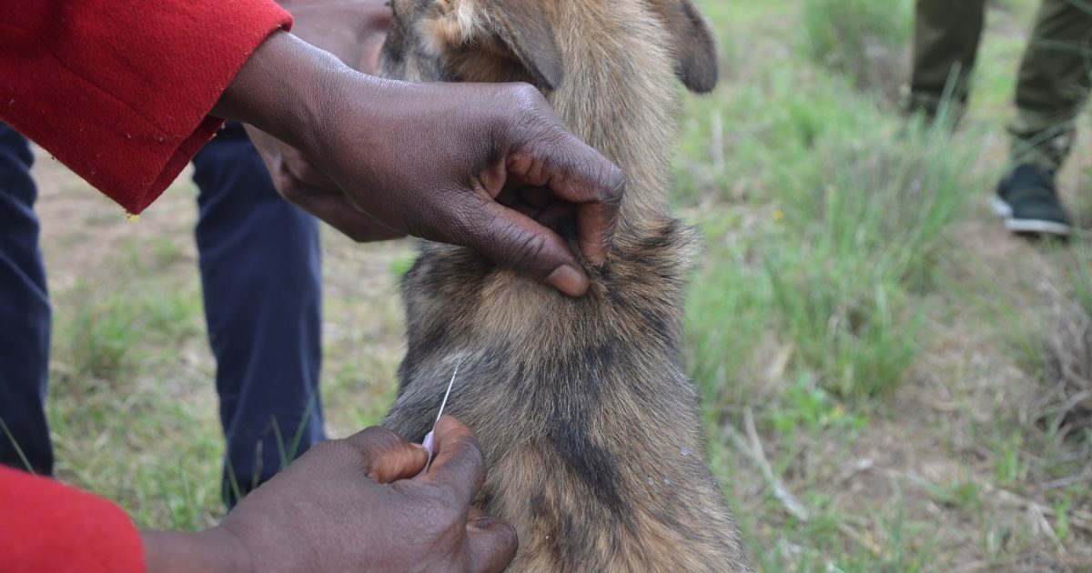 Siaya County embarks on rabies vaccination – Kenya News Agency