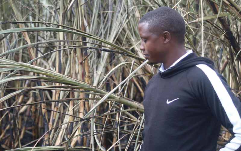Cane farmers suffer Sh50m loss in arson: The Standard