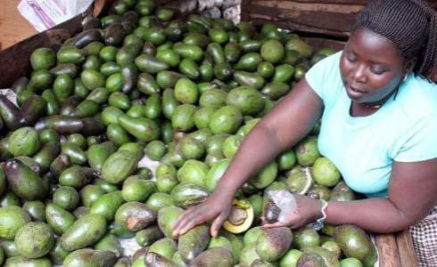 Kenya: Country Earns U.S.$75 Million From Avocados as COVID-19 Boosts Exports