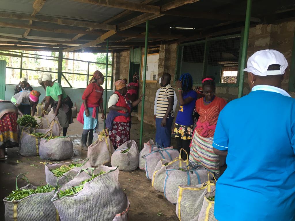 Joy for tea farmers as Smart cards prove to be a game changer