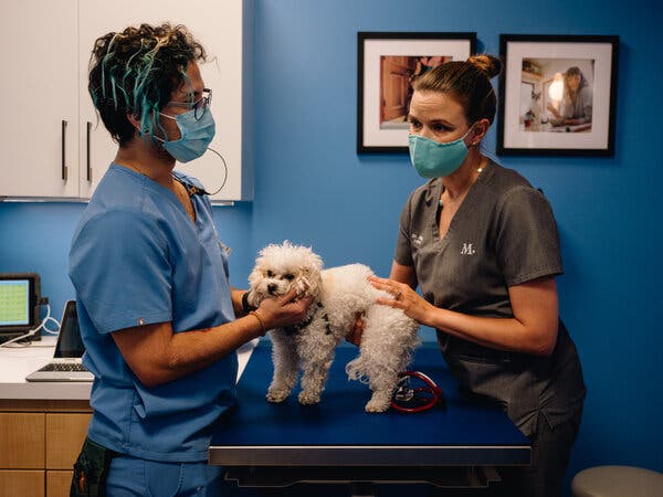 Mushroom, a poodle, being examined lats week at Modern Animal, a membership-based veterinary clinic in Los Angeles.