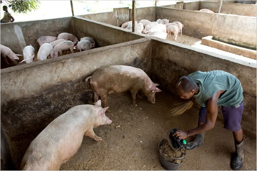 What I got after investing Sh. 800,000 in farming