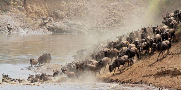 How to Plan For the July Wildebeest Migration Safari