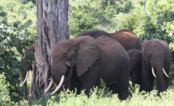 Kenya: New Report Reveals Widespread Human Rights Abuses Behind Wildlife Conservancies