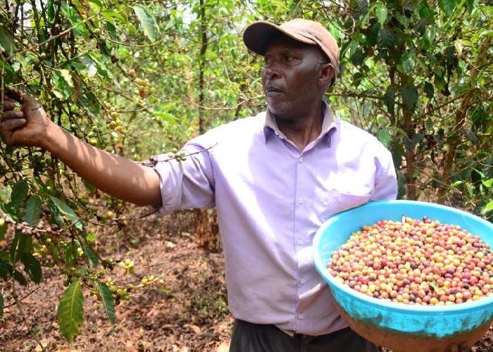 Lack of interest in coffee farming by youth threatens sector
