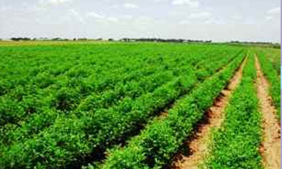 Kenyan smallholder farmers embrace cultivation of flowers amid rising export revenues