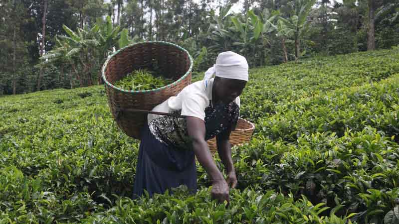 Tea plucking machines leave thousands jobless