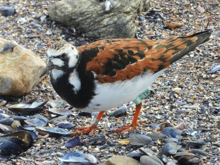 2TK, Canada's migratory bird that fell for Uruguayan resort » Capital News
