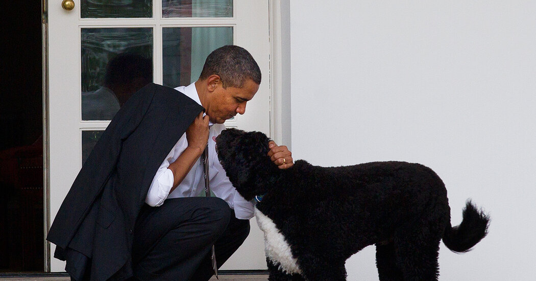 Bo, the Obamas' Family Dog, Dies at 12