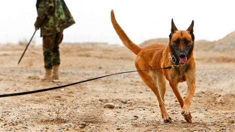 File image of a police dog.