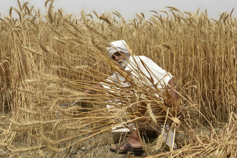 Wheat prices hit record high after Indian export ban » Capital News