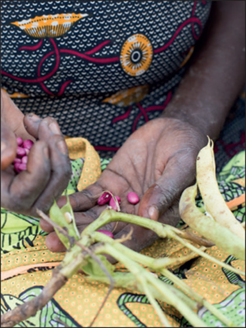 Losing Indigenous Knowledge on Climate Change Pauses Risk in Food Security