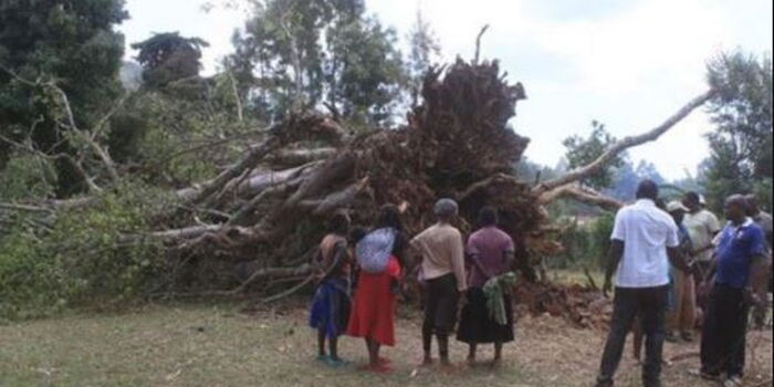 Mugumo Tree Falls & Bursts into Flames