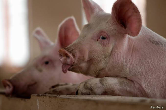‪A new swine flu like viral infection strain G4 EA H1N1 with waves of a new pandemic has been identified in China again.