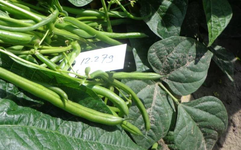 A farmer's guide to growing French beans