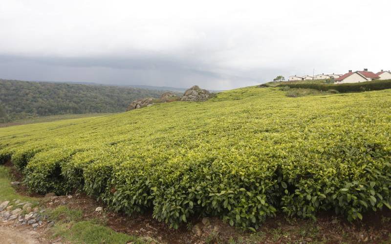 Food Authority backtracks on tea rules after uproar: The Standard
