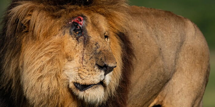 Famous Lion 'Scarface' Dies at Maasai Mara