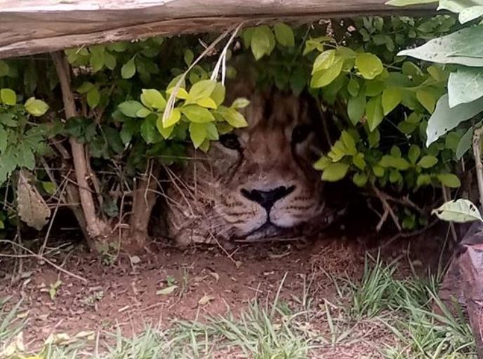 Meru villagers call KWS over 'hiding lion', turns out to be a shopping bag