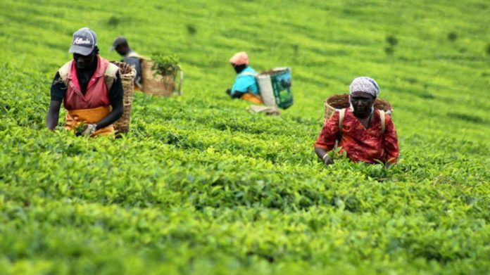 Tea Fetches Highest Prices Since 2016 at Mombasa Auction