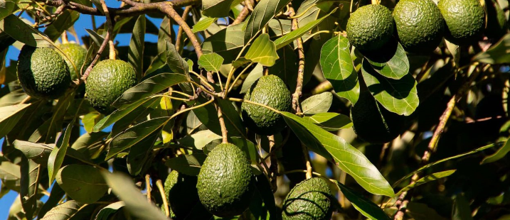Avocado farming likely to replace maize growing in Bomet – Kenya News Agency