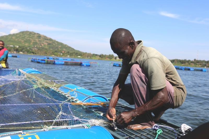 Seven counties to benefit from Sh14 billion fish farming drive