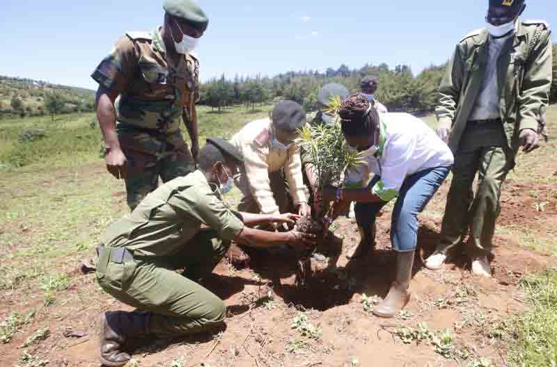 State opens up 5,000 hectares of mature forests for harvesting