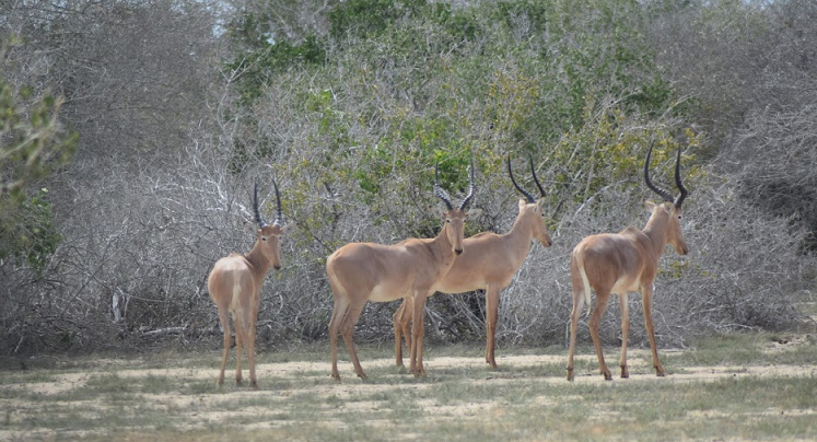 Kenyan Gets Sh5 Million Gift From World's Rarest Antelope