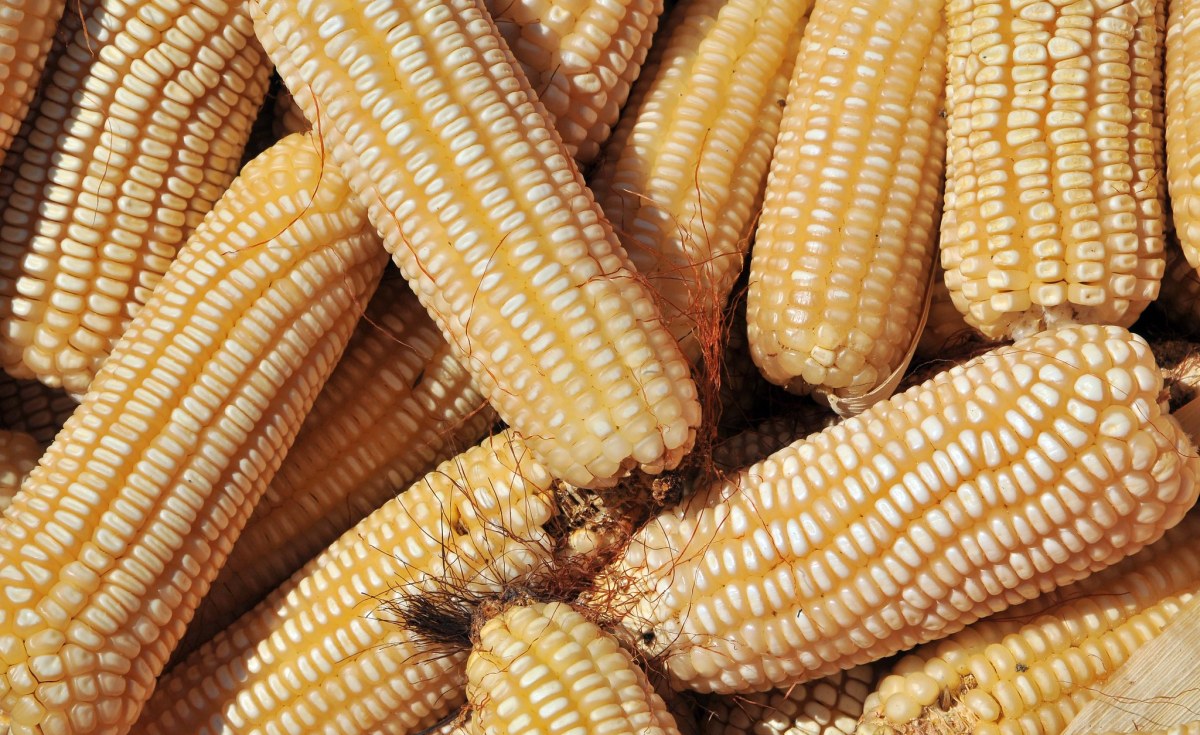 Tanzania: President Samia Steers Tanzania, Kenya Maize Business