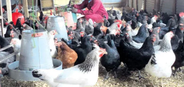 Everything You Need To Know About Chicken Farming