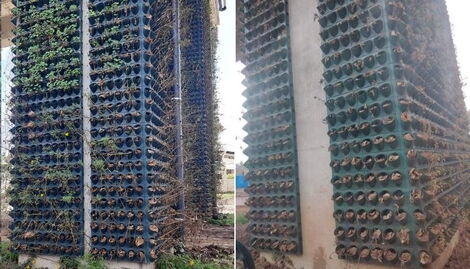 Sections of withered plants along the Nairobi Expressway