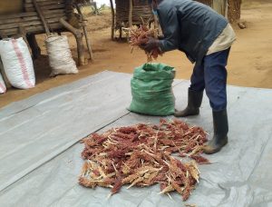 Community promoting drought tolerant crops – Kenya News Agency