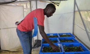 Apical cuttings technology to boost Potato production – Kenya News Agency