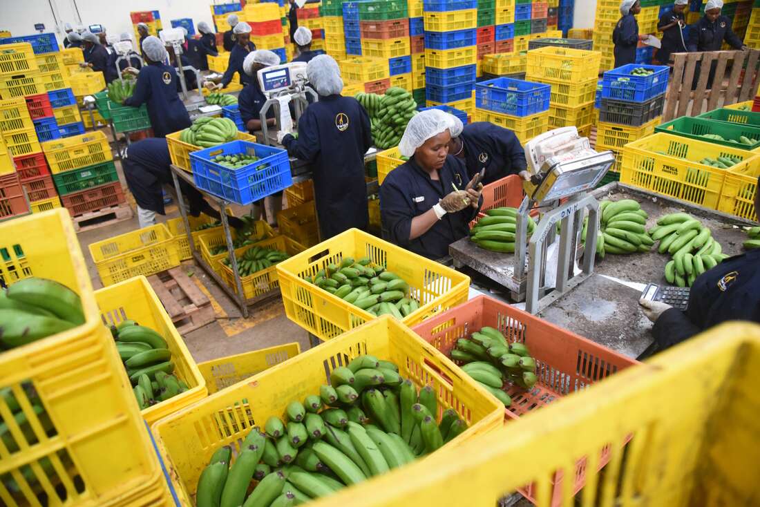 Twiga Foods injects Sh1.2bn in new farming venture