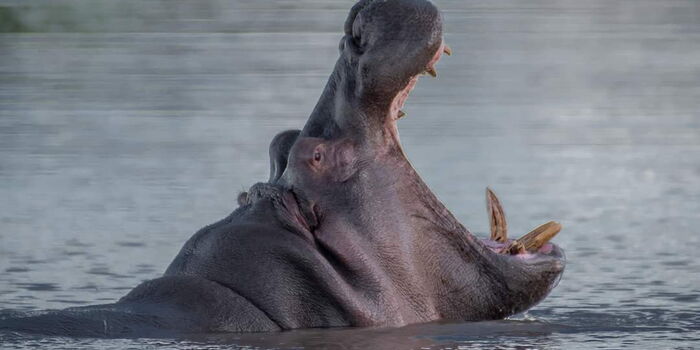 Video Captures Angry Hippo Chase Tourists in Lake Victoria