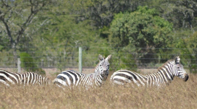 KWS introduces seasonal park fees