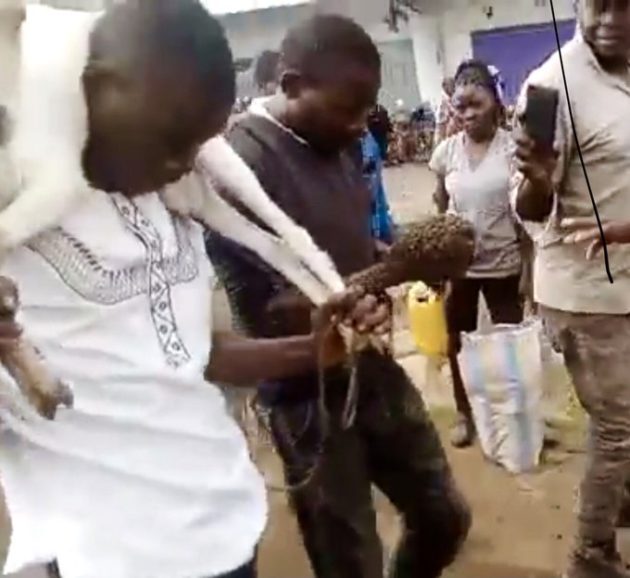 Livestock thieves surrender after Witchdoctor sends bees after them » Capital News