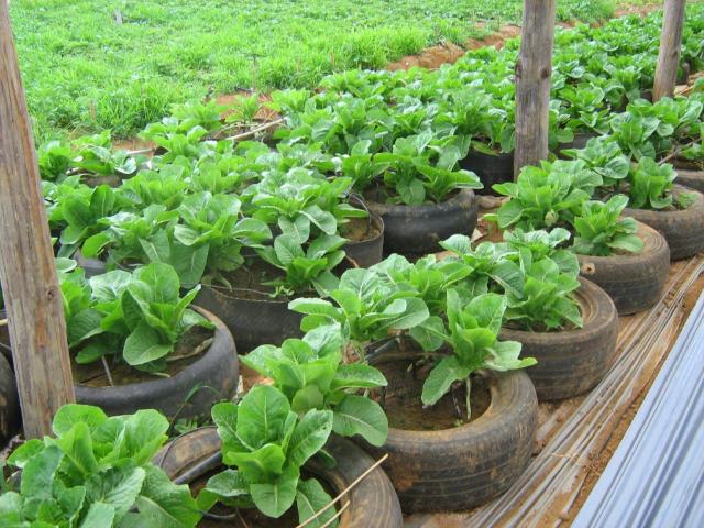 Tyre Farming