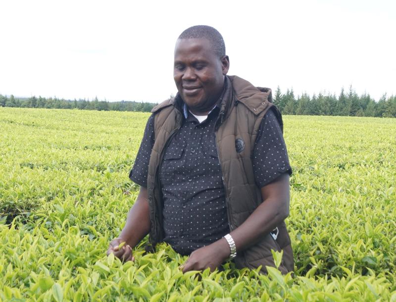 Sasini sheds 2,000 jobs in five years on mechanisation