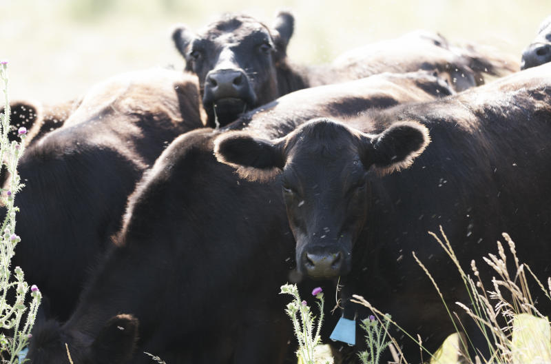 Farmers seek help after disease kills 13 cows in Homa Bay