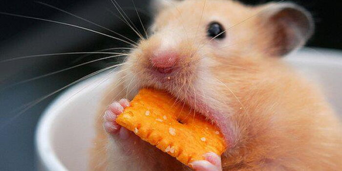Kenyan Who Refused to Sell a Pet Innovation for Ksh98M