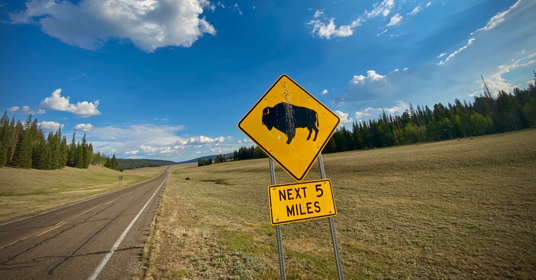 Opinion | Stop the Bison Hunt in Grand Canyon National Park