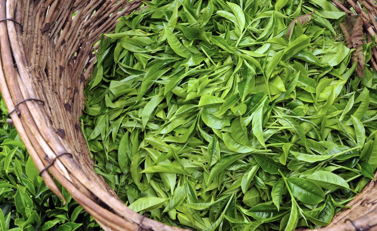 Kenya: Joy for Tea Farmers As Smart Cards Prove to Be a Game Changer