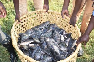 Siaya youth succeeds in fish business – Kenya News Agency
