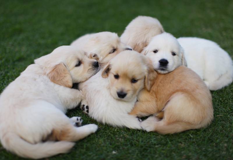 Read this before you buy that cute puppy from the roadside Eve woman