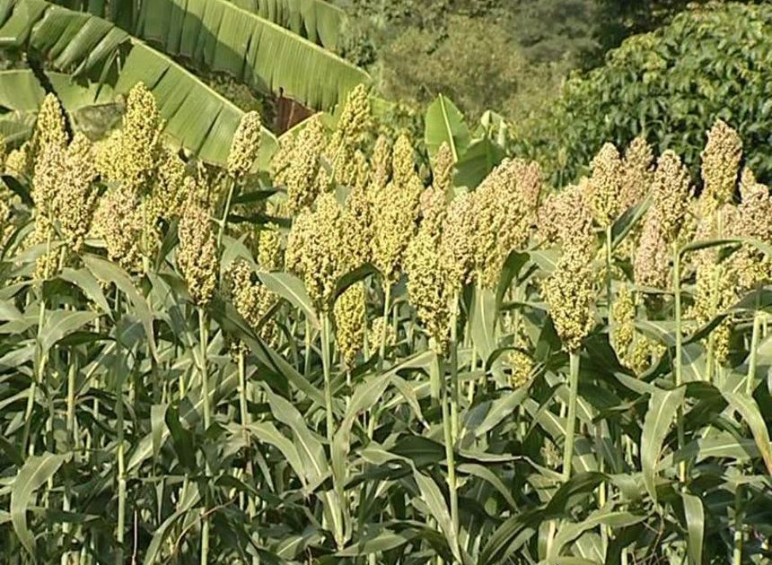 Farmers urged to diversify crop production to boost income – Kenya News Agency