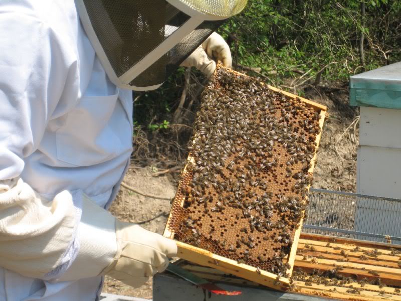5 reasons why you should invest in bee keeping in Kenya
