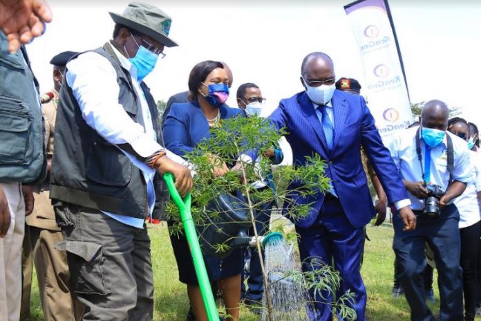 KenGen Completes 25-Acre Ngong Forest Restoration Project