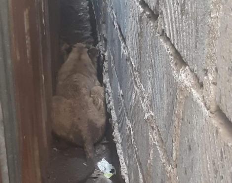 Video: Scare As Lion Is Spotted Hidden In The Corridors Of A Plot In Rongai